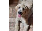 Adopt Penelope a Labrador Retriever / Mixed dog in St. Francisville