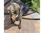 Adopt Willow a Gray/Silver/Salt & Pepper - with Black American Pit Bull Terrier