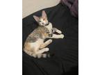 Adopt Tigger a Calico or Dilute Calico Calico / Mixed (medium coat) cat in