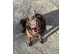 Adopt Brandy a Brown/Chocolate Labrador Retriever / Mixed dog in Ephraim