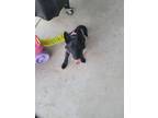 Adopt Lola a Black Husky / Labrador Retriever / Mixed dog in El Paso