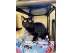 Adopt Elliot a All Black Domestic Shorthair / Mixed Breed (Medium) / Mixed