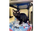 Adopt Elliot a All Black Domestic Shorthair / Domestic Shorthair / Mixed cat in