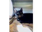 Adopt Minnie Me a All Black Domestic Shorthair / Domestic Shorthair / Mixed cat