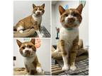 Adopt Luigi a Orange or Red Domestic Shorthair / Domestic Shorthair / Mixed cat