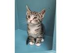 Adopt Coconut a Gray or Blue Domestic Shorthair / Domestic Shorthair / Mixed cat