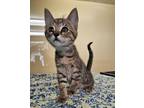 Adopt June a Brown or Chocolate Domestic Shorthair / Domestic Shorthair / Mixed