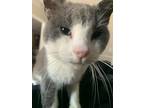 Adopt Kevin a Gray or Blue (Mostly) Domestic Shorthair / Mixed (short coat) cat