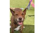 Adopt LOLA a Tan/Yellow/Fawn Mixed Breed (Medium) / Mixed dog in Port St Lucie