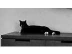 Adopt Jax a Black & White or Tuxedo American Shorthair / Mixed (short coat) cat