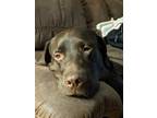Adopt Hazel a Brown/Chocolate Labrador Retriever / Mixed dog in Sylva