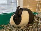 Adopt Whiskers a Dutch / Mixed rabbit in Lincoln, NE (41238949)
