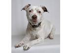 Adopt Daisy a White Mixed Breed (Medium) dog in Jefferson City, MO (41238939)