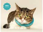 Adopt SILVIE (Delicate and Loving) a Brown Tabby Domestic Shorthair (short coat)