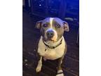 Adopt Diamond a White - with Gray or Silver American Pit Bull Terrier / Mixed