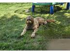 Adopt Franklin a Brown/Chocolate Goldendoodle / Mixed dog in Orchard Park