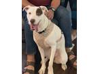Adopt Maggie a White - with Brown or Chocolate Mixed Breed (Medium) / Mixed dog