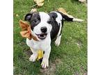 Adopt Brandy a White - with Black Australian Cattle Dog / American Staffordshire