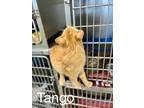 Adopt Tango a Orange or Red (Mostly) Domestic Shorthair / Mixed (short coat) cat