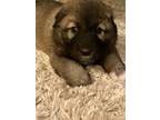 Adopt Marcie a Brown/Chocolate - with Tan Great Pyrenees / Mixed Breed (Medium)