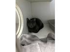 Adopt Lavern a Gray or Blue Domestic Shorthair / Domestic Shorthair / Mixed cat