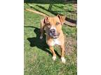 Adopt Mother Nature a Tan/Yellow/Fawn Mixed Breed (Large) / Mixed dog in