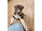 Adopt Puddin' a Brown/Chocolate Mixed Breed (Large) / Mixed dog in Carsonville