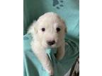 Adopt Linus a White Great Pyrenees / Mixed Breed (Medium) / Mixed dog in