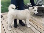 Adopt Kiba a White Akita / Mixed dog in Davenport, OK (40190701)