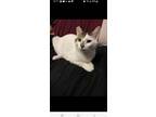 Adopt Rafiki a Spotted Tabby/Leopard Spotted Domestic Shorthair / Mixed (medium