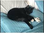 Adopt Jet a Black & White or Tuxedo Domestic Shorthair / Mixed (short coat) cat