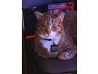 Adopt NICKY a Tiger Striped American Shorthair / Mixed (short coat) cat in