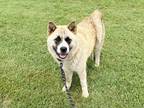 Adopt Kayenne a Tan/Yellow/Fawn - with White Akita / Mixed dog in Davenport