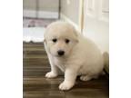 Adopt Peppermint patty a White Great Pyrenees / Mixed Breed (Medium) / Mixed dog