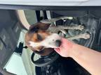 Adopt Roxy a Tricolor (Tan/Brown & Black & White) Hound (Unknown Type) / Mixed