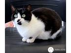Adopt Fantasia a Black & White or Tuxedo American Shorthair (short coat) cat in