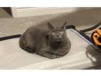 Adopt BeeGee a Gray or Blue Chartreux / Mixed (short coat) cat in Monroe