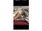 Adopt Noggin a Spotted Tabby/Leopard Spotted Domestic Shorthair / Mixed (medium