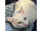 Adopt Birch a White Domestic Shorthair / Domestic Shorthair / Mixed cat in