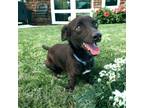 Adopt Taz a Black Dachshund / Mixed dog in Kenedy, TX (41238207)