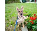 Adopt Piper a Black German Shepherd Dog / Mixed Breed (Medium) / Mixed (short