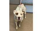 Adopt Frosty a White Mixed Breed (Large) / Mixed dog in Chamblee, GA (41238367)