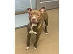 Adopt Mudslide a Brown/Chocolate Mixed Breed (Large) / Mixed dog in Chamblee