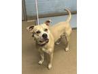 Adopt Wheatie a Tan/Yellow/Fawn Mixed Breed (Large) / Mixed dog in Chamblee