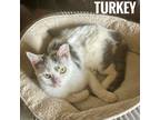 Adopt Turkey a White (Mostly) Domestic Shorthair (short coat) cat in Brick