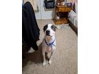 Adopt Matty a White - with Black American Staffordshire Terrier / Great Dane /