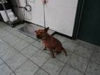 Adopt Leonard Fontane a Red/Golden/Orange/Chestnut Australian Cattle Dog dog in