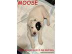 Adopt MOOSE a White - with Black Australian Kelpie / Boxer / Mixed dog in