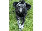 Adopt Frida a Black - with White Labradoodle / Mixed dog in Wake Forest