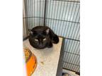 Adopt Gelt a Domestic Shorthair cat in Roanoke, VA (40260926)